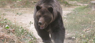 שמורת הדובים זרנשט רומניה